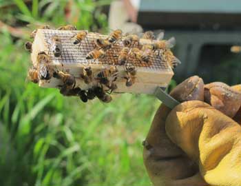 The queen bee arrives in her own container stopped up with a piece of candy.  She’ll eat her way out and join the rest of the hive.  (Photo by Lisa Aciukewicz)