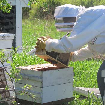 Tom Aciukewicz installs a package of bees into a hive. The bees are essentially shaken out of the box they arrive in and fall into their new home. (Photo by Lisa Aciukewicz)