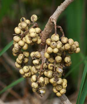 Although toxic to humans, poison ivy berries provide mcuh needed sustenance for birds in the winter. (Photo by Mary Holland)