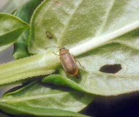 A galerucella beetle feeds on loosestrife leaves. (Photo by Eric Coombs, Oregon Department of Agriculture, Bugwood.org)