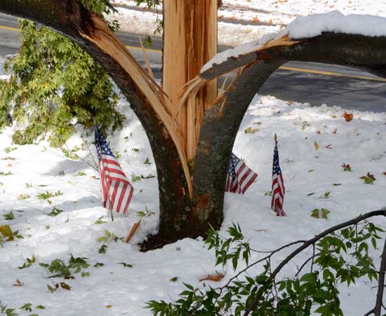 A tree on the Common is a victim of the storm. (Photo by John Sharko) A tree on the Common is a victim of the storm. (Photo by John Sharko)