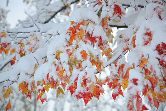 Snow and autumn foliage make for an odd combination. Snow and autumn foliage make for an odd combination.