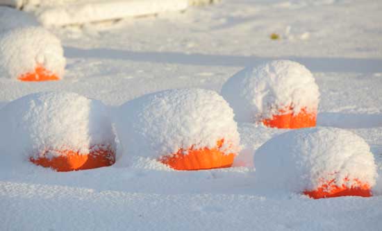 Pumpkins rest in the snow in a Still River yard. Pumpkins rest in the snow in a Still River yard.