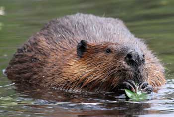 A beaver eats a poplar leaf: Poplar or aspen leaves and bark are a favorite food of beavers. (Photo by Mary Holland) A beaver eats a poplar leaf: Poplar or aspen leaves and bark are a favorite food of beavers. (Photo by Mary Holland)