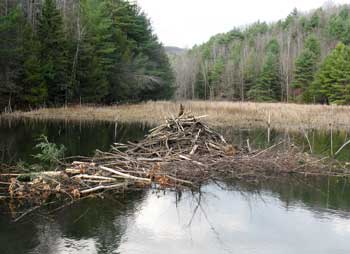 Beaver lodge and winter food cache: This extensive food cache extends past the beaver lodge in both directions. (Photo by Mary Holland) Beaver lodge and winter food cache: This extensive food cache extends past the beaver lodge in both directions. (Photo by Mary Holland)