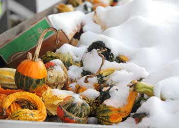 Visitors to Willard’s Farm on Oct. 30 had to dig pumpkins and gourds out of the snow before purchasing. (Photo by Lisa Aciukewicz)