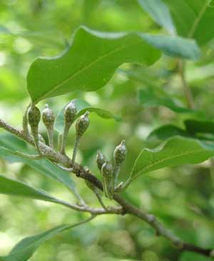 Autumn olive. (Courtesy photo) 
