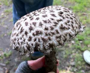 Old man of the woods described as “edible but yucky” by Marilyn Strong. (Courtesy photo)