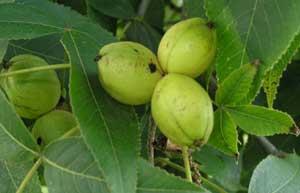 Hickory nuts from a shagbark hickory tree. (Courtesy photo)