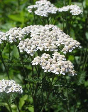 Yarrow is both edible and can be used for medicinal purposes. (Courtesy photo) 