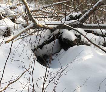 Black bear den: There is often very little structure to a black bear’s den, as illustrated by the one in this photograph, which is located under the branches of a fallen tree. (Photo by Mary Holland) Black bear den: There is often very little structure to a black bear’s den, as illustrated by the one in this photograph, which is located under the branches of a fallen tree. (Photo by Mary Holland)