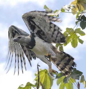 Harpy eagle (Courtesy photo) Harpy eagle (Courtesy photo)
