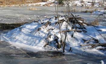 Beaver lodges are both impenetrable and well insulated. (Photo by Mary Holland) Beaver lodges are both impenetrable and well insulated. (Photo by Mary Holland)