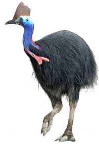 Cassowary (Courtesy photo) Cassowary (Courtesy photo)