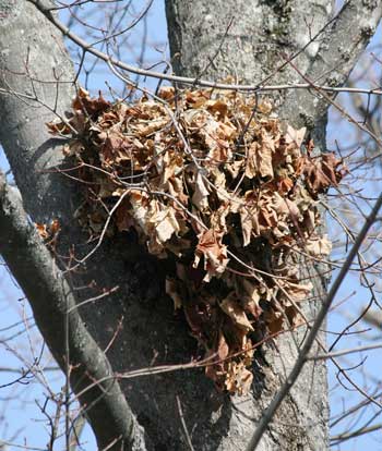 Gray squirrel drey: A gray squirrel’s nest, or drey, is constructed mostly of leaves and sticks. (Photo by Mary Holland) Gray squirrel drey: A gray squirrel’s nest, or drey, is constructed mostly of leaves and sticks. (Photo by Mary Holland)