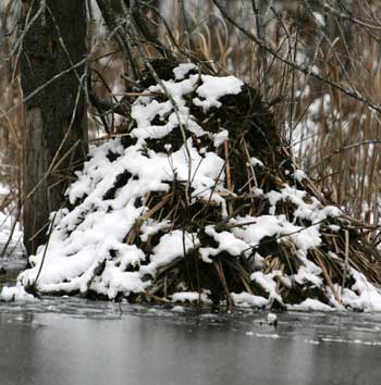 A muskrat lodge can be as big as 8 feet in diameter and 5 feet high. (Photo by Mary Holland) A muskrat lodge can be as big as 8 feet in diameter and 5 feet high. (Photo by Mary Holland)