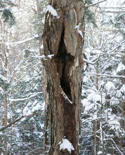 Porcupines often den in hollow trees. If you want to locate one, search for a large pile of pellets or scat at the base of a tree and look up. (Photo by Mary Holland) Porcupines often den in hollow trees. If you want to locate one, search for a large pile of pellets or scat at the base of a tree and look up. (Photo by Mary Holland)