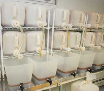 Five-gallon containers that have been frozen are set up so that the concentrated cider drips out. This process is repeated five times to further concentrate the liquid that will then be fermented. (Photo by Lisa Aciukewicz) Five-gallon containers that have been frozen are set up so that the concentrated cider drips out. This process is repeated five times to further concentrate the liquid that will then be fermented. (Photo by Lisa Aciukewicz)