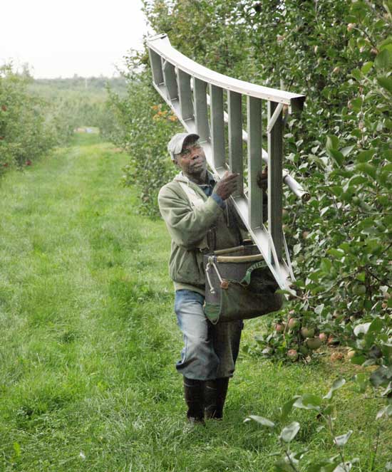 Henry Wright sets out to pick apples. He is one of several Jamaican workers who return to Harvard each year to help harvest the crop.