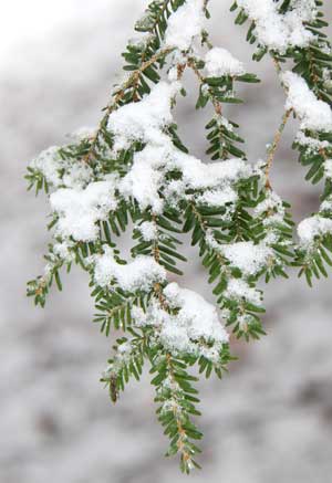 Eastern Hemlock leaves: The needles of most conifers remain on the tree for two or three years. Their shape and structure lend themselves to winter survival. (Photo by Mary Holland) Eastern Hemlock leaves: The needles of most conifers remain on the tree for two or three years. Their shape and structure lend themselves to winter survival. (Photo by Mary Holland)