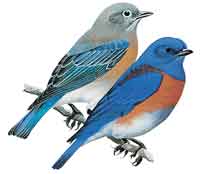 Bluebirds