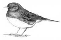 Junco