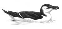 Razorbill