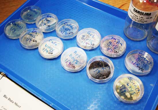 Bacteria in these petri dishes will prove which Bromifled bathroom is the dirtiest.