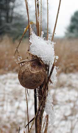 The silk of a spider egg sac must protect the living spiders within it from ice, snow, and extreme temperatures of winter until they emerge in the spring. 