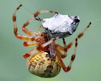 Multiple strands of different types of silk are used to wrap prey. (Photo by Mary Holland)