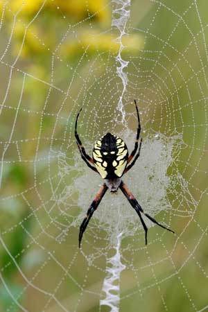 A black-and-yellow argiope is one of our most common orb web spinners. (Photos by Mary Holland)