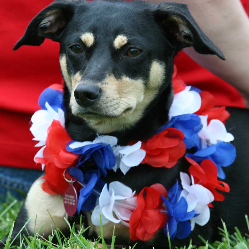 This pooch is all decked out for the Fourth.