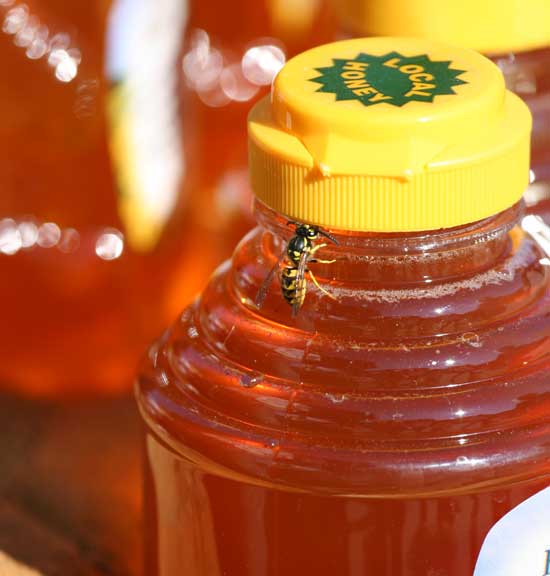 Stop, thief! A yellow jacket tries to break into a jar of honey.