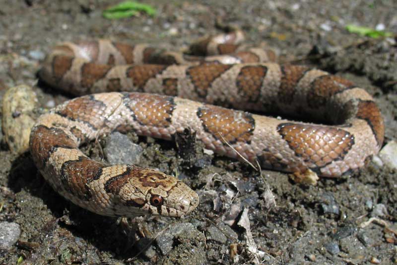 The Harvard Press You need a subscription to read this content