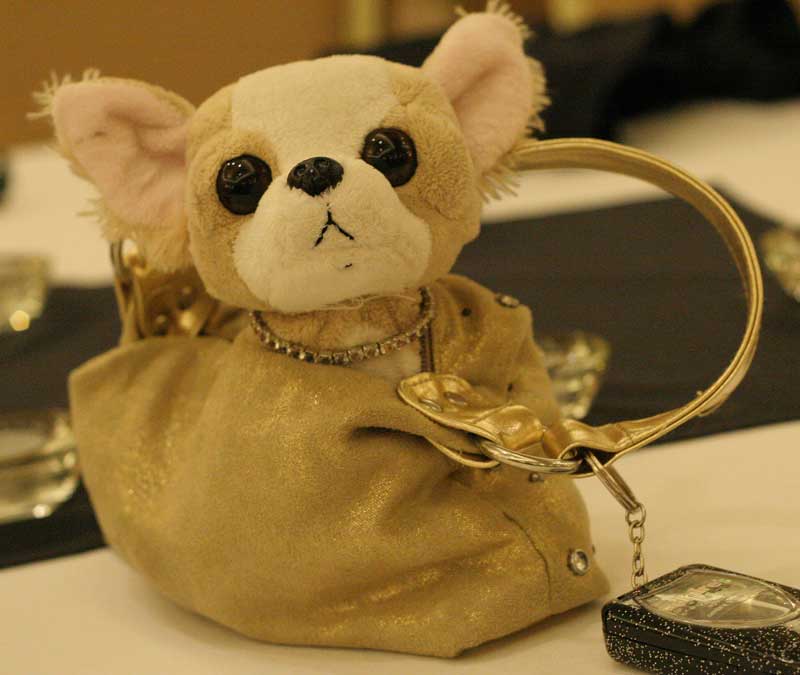 The perfect accessory for any starlet, Bling, the chihuahua, goes along for the ride.