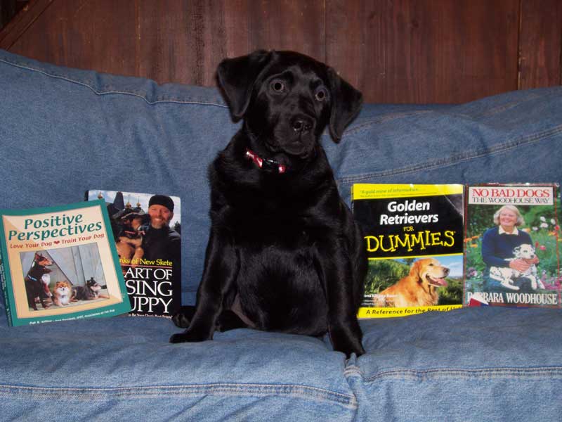 Hattie can’t decide which book to chew up first. (Courtesy photo)