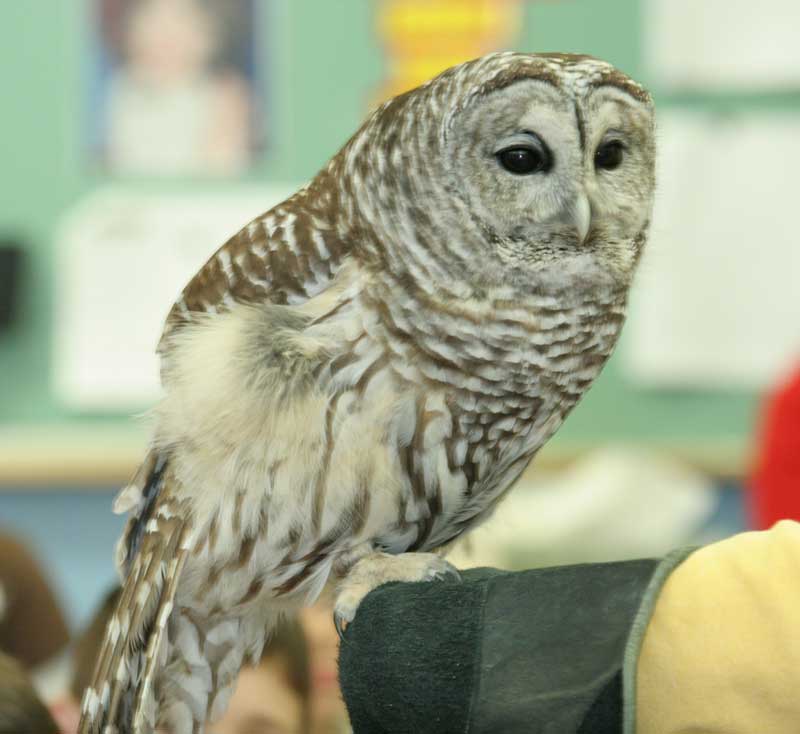 This barred owl lost a wing in a run-in with a car and has been a resident of Marcia Wilson’s owl farm ever since. All of the owls in the program are unable to survive on their own in the wild.