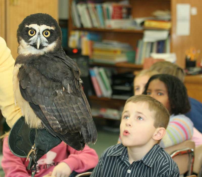 Matthew Alfieri calls to a spectacled owl.