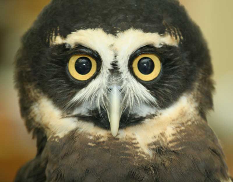 This spectacled owl, a species native to South America,  was born in captivity.