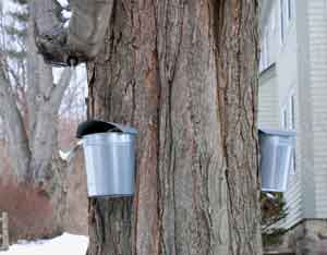 Sap buckets hang off a maple on Depot Road. (Photo by Sue Fitterman) Sap buckets hang off a maple on Depot Road. (Photo by Sue Fitterman)