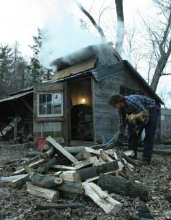 Jim Burns picks up freshly split wood to keep the fire burning at his Ayer Road sugar house. (Photo by Lisa Aciukewicz) Jim Burns picks up freshly split wood to keep the fire burning at his Ayer Road sugar house. (Photo by Lisa Aciukewicz)