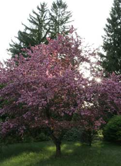 Just across from the former post commander’s house, Foreman Garden was used for formal outdoor gatherings. (Photo by Lisa Aciukewicz) Just across from the former post commander’s house, Foreman Garden was used for formal outdoor gatherings. (Photo by Lisa Aciukewicz)