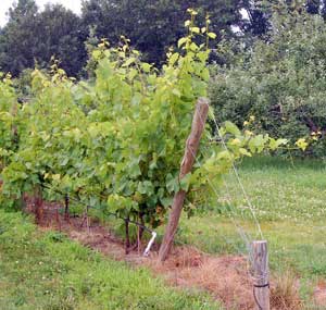 Grapevines grown near the apple orchard at Nashoba Valley Winery in Bolton. (Courtesy photo by Jonathan Feist) Grapevines grown near the apple orchard at Nashoba Valley Winery in Bolton. (Courtesy photo by Jonathan Feist)