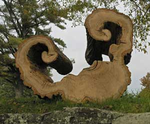 Linda Hoffman will read, “Tree Harp,” a poetic reflection from her sculpting with old tree trunks. She explains how some trees grow to heal themselves from an invading fungus, creating a ‘harp’ shape. Says Hoffman, “This red oak harp might well have strings tensioned between its two spiraling arms. Like the transformational qualities of spirals in nature, healthy wood now embraces sky.” (Courtesy photo) Linda Hoffman will read, “Tree Harp,” a poetic reflection from her sculpting with old tree trunks. She explains how some trees grow to heal themselves from an invading fungus, creating a ‘harp’ shape. Says Hoffman, “This red oak harp might well have strings tensioned between its two spiraling arms. Like the transformational qualities of spirals in nature, healthy wood now embraces sky.” (Courtesy photo)
