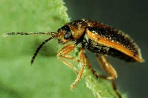 The Galerucella beetle. (Courtesy photo) The Galerucella beetle. (Courtesy photo)