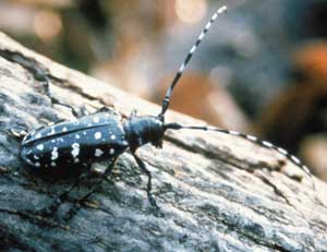An Asian long-horned beetle rests on a branch. (Courtesy photo) An Asian long-horned beetle rests on a branch. (Courtesy photo)