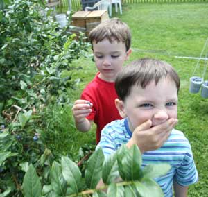 Four-year-old twins Sawyer (left) and Tucker Madison sample the blueberries as they pick at Doe Orchards. (Photo by Lisa Aciukewicz)