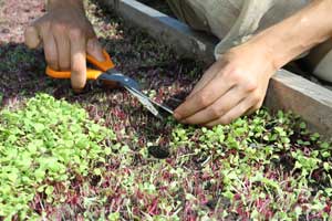 Sarah Tracey harvests sprouts for area restaurants. (Photo by Lisa Aciukewicz)