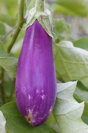 A ripe eggplant. 