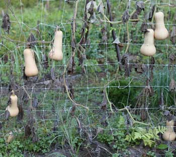 Joe and Deb D’Eramo’s butternut squash hang from a space-saving trellis at the community garden on Littleton Road.